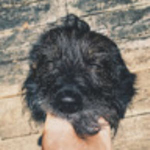 Meet your Posher, Molly